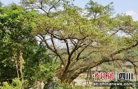 名木古树 名木古树