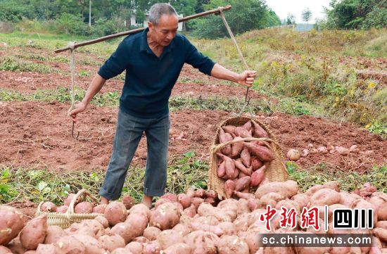 红薯成熟丰收。杨帅枫 供图 红薯成熟丰收。杨帅枫 供图