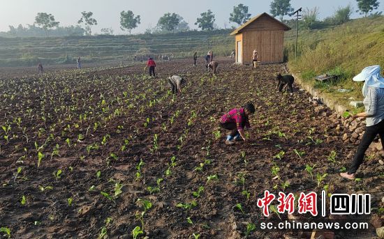 种植现场。沿滩融媒 供图 种植现场。沿滩融媒 供图