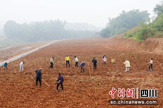 油菜移栽。龙马潭区融媒体中心供图 油菜移栽。龙马潭区融媒体中心供图