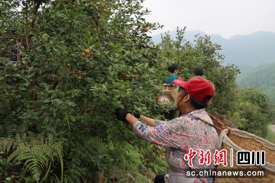 油茶丰收。泸县县委统战部供图 油茶丰收。泸县县委统战部供图