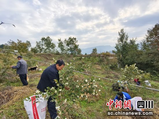 村民们在产业园采摘油菜果。沈琦东 摄 村民们在产业园采摘油菜果。沈琦东 摄