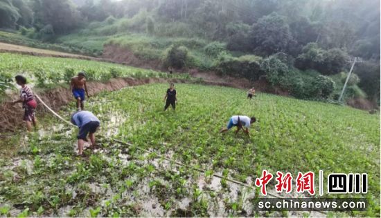 药稻轮作迎丰收。合江县委统战部供图 药稻轮作迎丰收。合江县委统战部供图