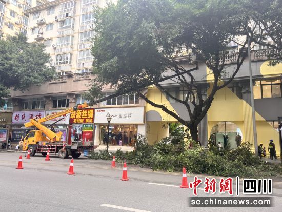 修剪行道树。 绵阳市住建委供图 修剪行道树。 绵阳市住建委供图