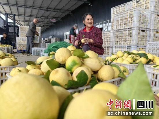 今年柠檬喜迎丰收,果农喜上眉梢。四川农行 供图 今年柠檬喜迎丰收,果农喜上眉梢。四川农行 供图