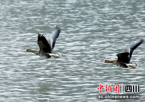 从北极苔原地区远道而来的白额雁。 李志平 摄 从北极苔原地区远道而来的白额雁。 李志平 摄
