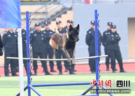 警犬技术竞赛现场。记者安源 摄 警犬技术竞赛现场。记者安源 摄