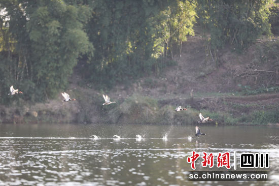 候鸟在水面嬉戏追逐精彩场景。杨智秋摄 候鸟在水面嬉戏追逐精彩场景。杨智秋摄