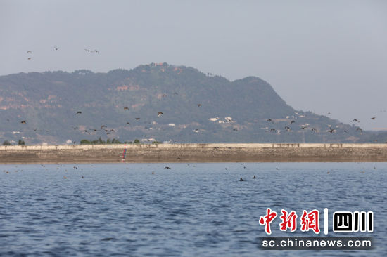 成群的候鸟在湖面的壮观现场。张宝林 摄 成群的候鸟在湖面的壮观现场。张宝林 摄