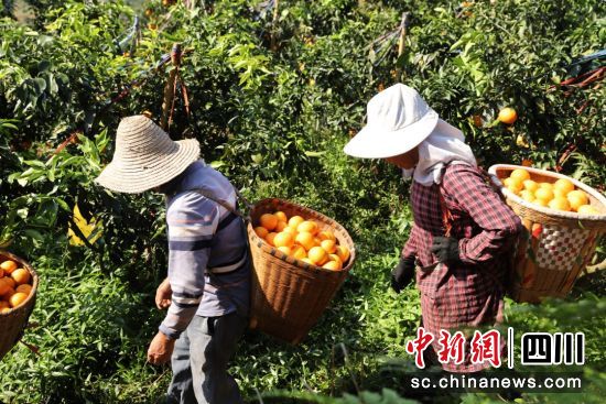 柑橘迎来大丰收。丁春翔 摄 柑橘迎来大丰收。丁春翔 摄