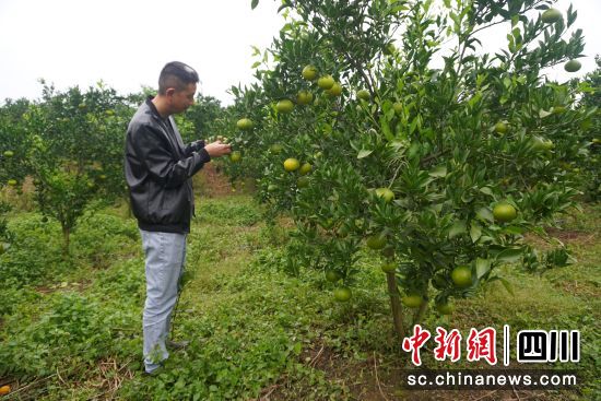 袁强在果园查看水果长势。钟莲 摄 袁强在果园查看水果长势。钟莲 摄