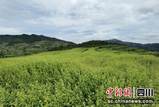 环太生物在凉山的苦荞种植基地。 (环太生物 供图) 环太生物在凉山的苦荞种植基地。 (环太生物 供图)