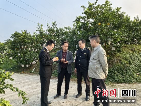 海关官员在翠屏区柑橘基地指导出口水果基地备案。王春艳 摄 海关官员在翠屏区柑橘基地指导出口水果基地备案。王春艳 摄