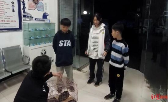 ▲三姐弟捡到“三有”保护动物上交 ▲三姐弟捡到“三有”保护动物上交