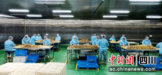 宜宾竹产品产线。陈忆 摄 宜宾竹产品产线。陈忆 摄