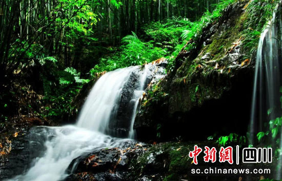 蜀南竹海风光。陈忆 摄 蜀南竹海风光。陈忆 摄