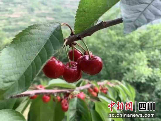 汶川甜樱桃。汶川县委宣传部 供图 汶川甜樱桃。汶川县委宣传部 供图
