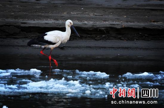 东方白鹳首次在壤塘县境内被观测到。壤塘县委宣传部 供图 东方白鹳首次在壤塘县境内被观测到。壤塘县委宣传部 供图