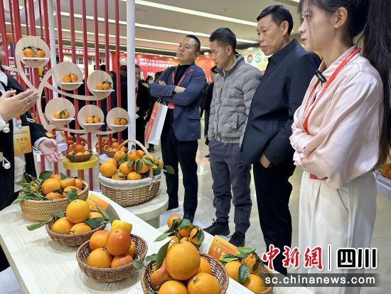 来自全国客商了解资中血橙品种情况。王爵摄 来自全国客商了解资中血橙品种情况。王爵摄