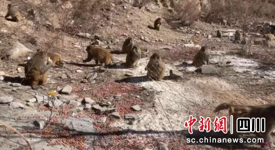 成群藏猕猴路边觅食。壤塘县委宣传部 供图 成群藏猕猴路边觅食。壤塘县委宣传部 供图