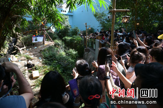 图为新加坡河川生态园大熊猫竹林。新加坡万态保育集团 供图 图为新加坡河川生态园大熊猫竹林。新加坡万态保育集团 供图