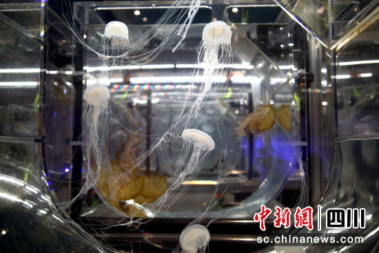 图为新加坡S.E.A。海洋馆海洋生物繁育室。王鹏 摄 图为新加坡S.E.A。海洋馆海洋生物繁育室。王鹏 摄