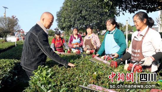 茶技人员指导村民管理茶园。陈小芳 摄 茶技人员指导村民管理茶园。陈小芳 摄
