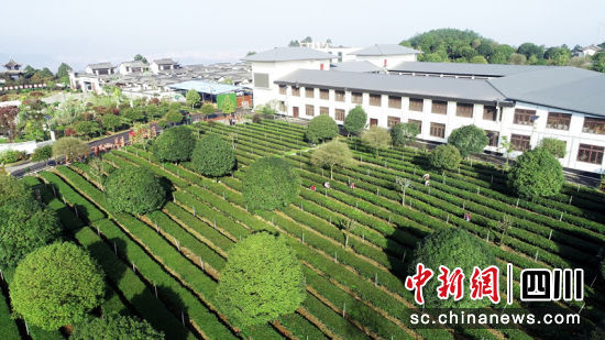 早白尖茶叶基地。陈小芳 摄 早白尖茶叶基地。陈小芳 摄
