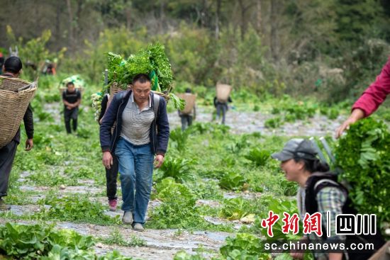胆扎木沟村蔬菜丰收。杨强军摄 胆扎木沟村蔬菜丰收。杨强军摄