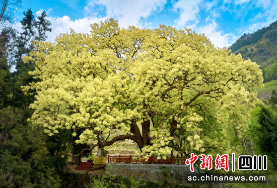 水晶镇柯楠树。 平武县林草局供图 水晶镇柯楠树。 平武县林草局供图