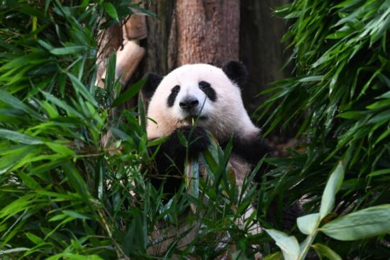 成都大熊猫繁育研究基地,熊猫“花花”(图据视觉中国) 成都大熊猫繁育研究基地,熊猫“花花”(图据视觉中国)