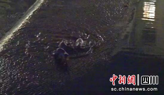 水獭现身青川县城乔庄河捕食。邓建新 摄 水獭现身青川县城乔庄河捕食。邓建新 摄