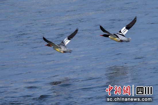 中华秋沙鸭。(资料图) 周雪峰 摄 中华秋沙鸭。(资料图) 周雪峰 摄