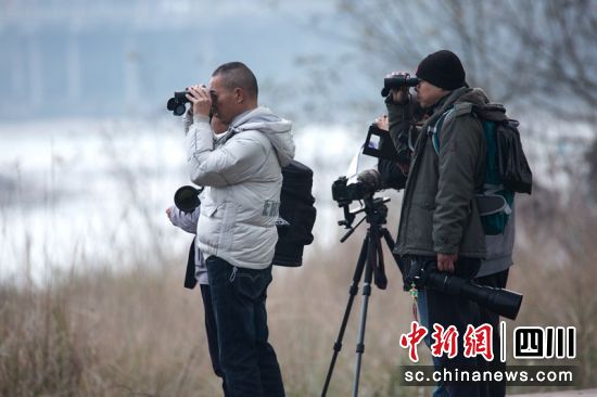 志愿者调查越冬水鸟情况。周雪峰 摄 志愿者调查越冬水鸟情况。周雪峰 摄