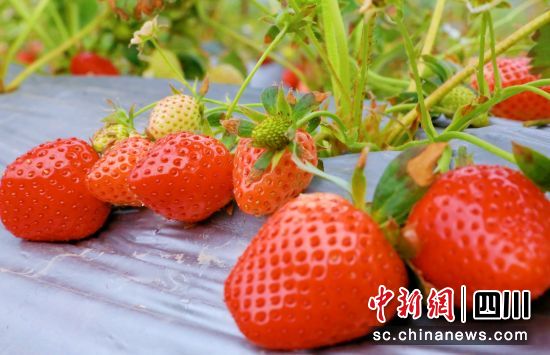 草莓成熟。 草莓成熟。