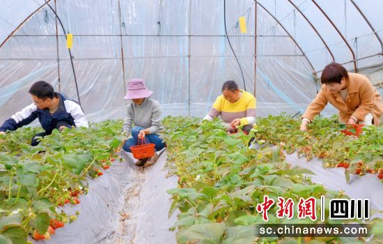 现场采摘。 现场采摘。