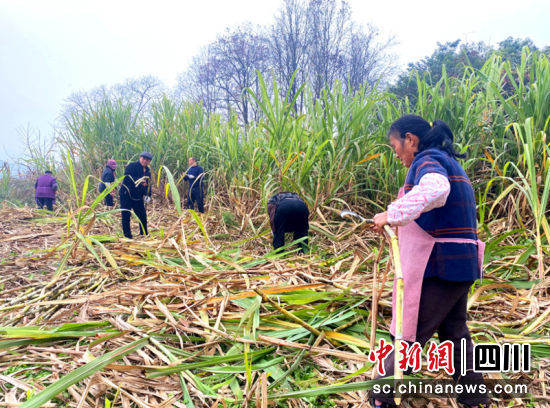 农户们正忙着收割甘蔗,一派繁忙景象。陈俊吉 摄 农户们正忙着收割甘蔗,一派繁忙景象。陈俊吉 摄