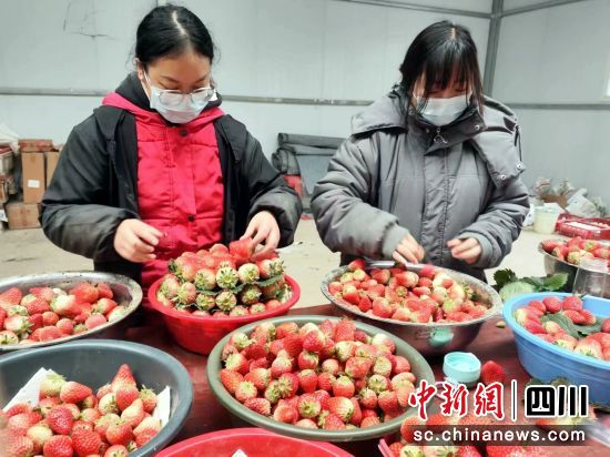 村民在挑选草莓。冉金鹭 摄 村民在挑选草莓。冉金鹭 摄
