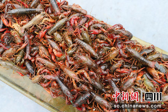 优质兴文龙虾。伍欧 摄 优质兴文龙虾。伍欧 摄