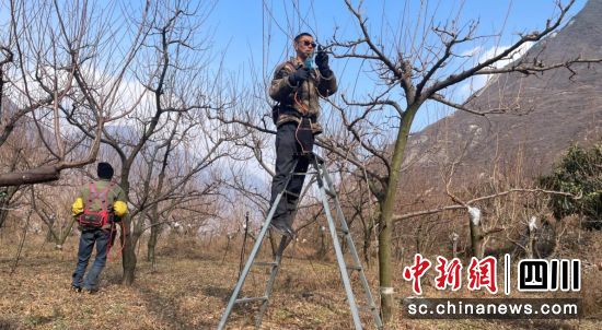 傅明翼正站在高凳上修剪果树。汶川县委宣传部 供图 傅明翼正站在高凳上修剪果树。汶川县委宣传部 供图