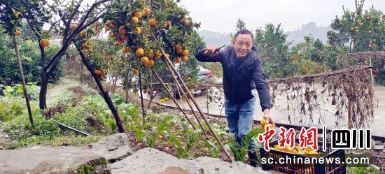 果蔬套种“套”出增收新路径。周超文 摄 果蔬套种“套”出增收新路径。周超文 摄