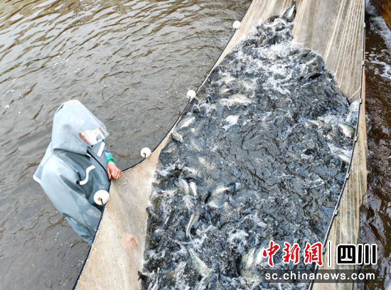 拉网起鱼。罗景萍 摄 拉网起鱼。罗景萍 摄