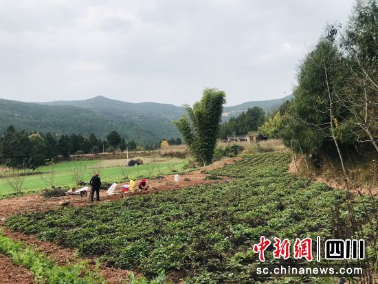 村民采收丹参。 梓潼县融媒体中心供图 村民采收丹参。 梓潼县融媒体中心供图
