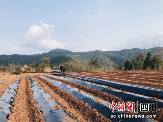 覆盖薄膜。 梓潼县融媒体中心供图 覆盖薄膜。 梓潼县融媒体中心供图