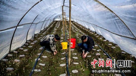 羊肚菌丰收。支力 摄 羊肚菌丰收。支力 摄