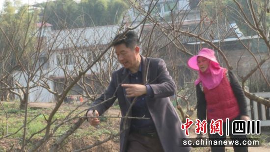 农技人员现场示范春管修枝。陈丽 摄 农技人员现场示范春管修枝。陈丽 摄