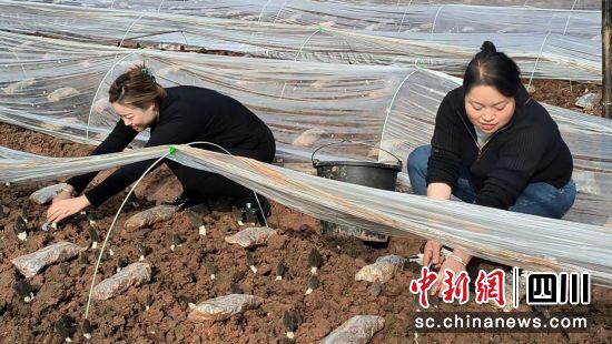 村民们正忙着采摘羊肚菌。刘倩 摄 村民们正忙着采摘羊肚菌。刘倩 摄