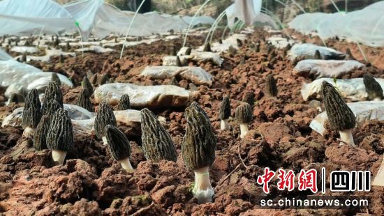 柳嘉村羊肚菌种植基地。刘倩 摄 柳嘉村羊肚菌种植基地。刘倩 摄
