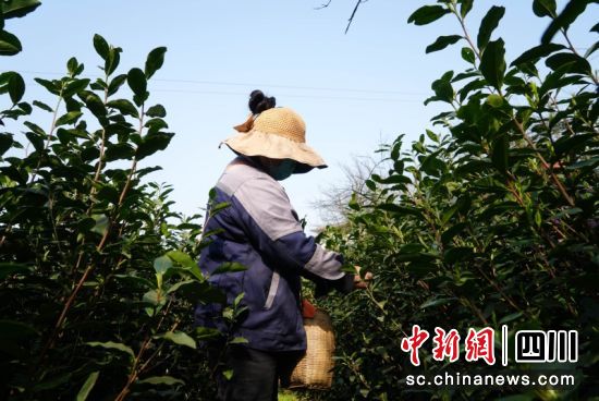 茶农采摘茶芽。罗景萍 摄 茶农采摘茶芽。罗景萍 摄