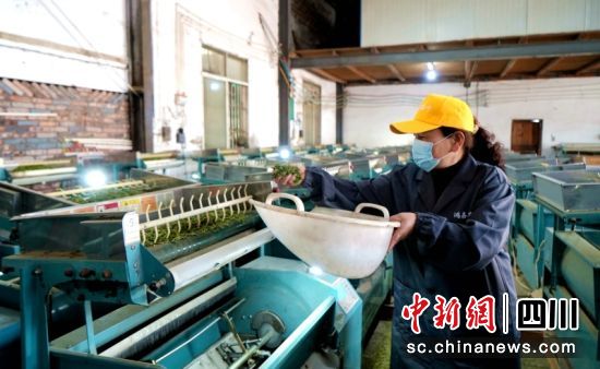 茶企忙制茶。罗景萍 摄 茶企忙制茶。罗景萍 摄